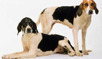 英国猎犬品种图片（十大猎犬排名）