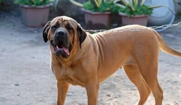 性格温和的大型犬（大狗温顺图片）