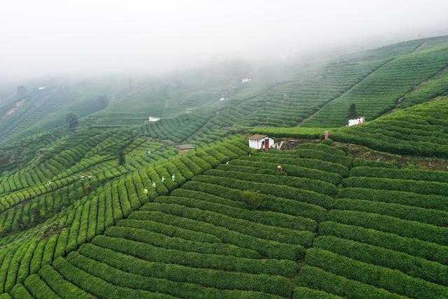 贵州有多少个县产茶（贵州茶叶产地）