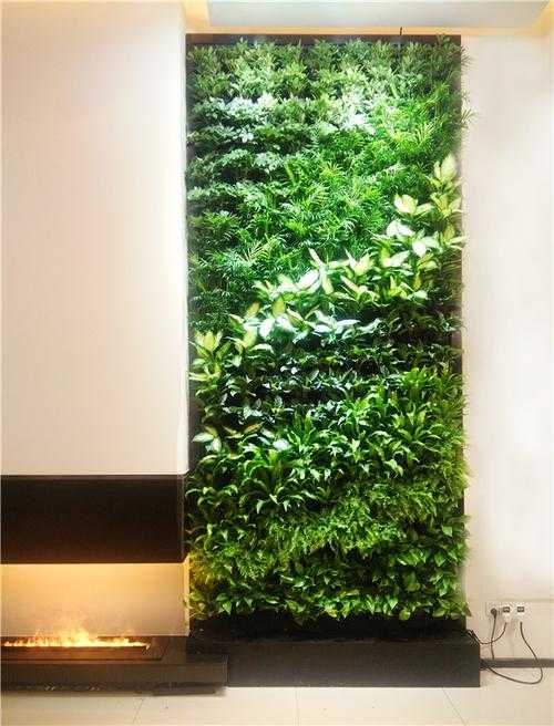 植物墙常用植物（室内植物墙）