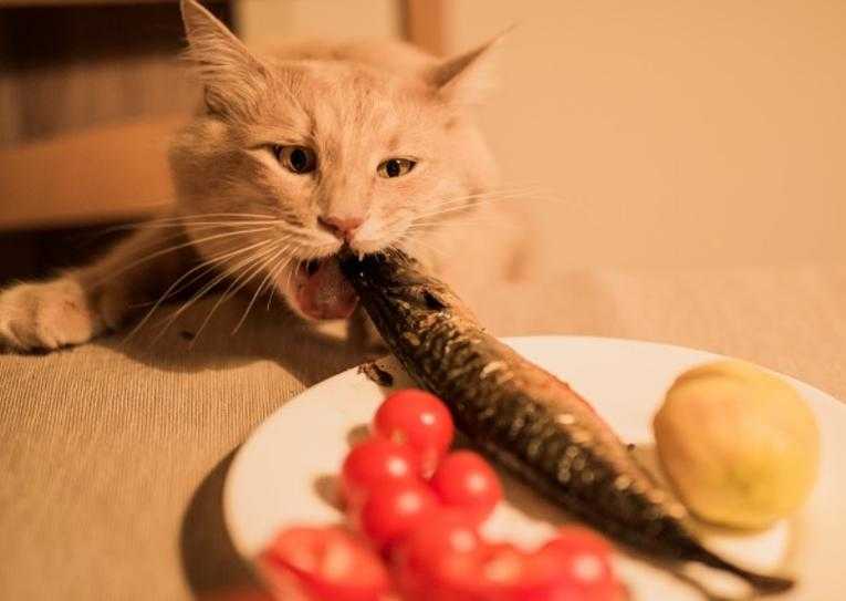 猫咪吃鱼的注意事项（鱼鳃怎么喂猫）